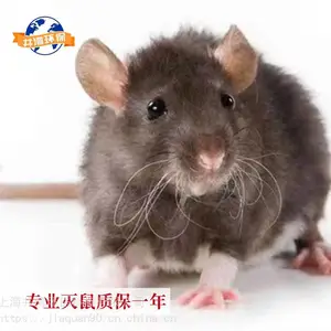 徐汇灭蟑螂 灭鼠杀虫 社区除四害 灭蚊蝇 灭鼠杨浦消杀公司