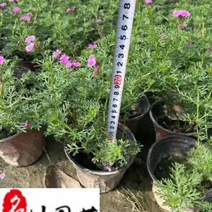 ��Ůӣ���Ի���ֱ�� �ɶ�ʱ��ݻ�����רӪ ������̳�ر��̻�����