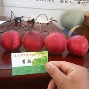 ��ѩ����۸���������������6�³�������Ʒ��