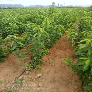 ����ʡ����-��ӣ���籨�ۡ���ӭʵ�ؿ���