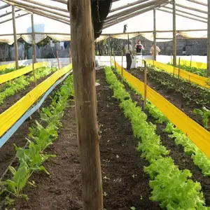 温室粘虫黄带 黄卷 番茄种植黄板挂钩 黄带挂钩