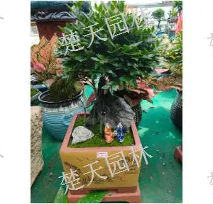 新吴区宾馆盆景哪家好 欢迎咨询 江阴楚天供应