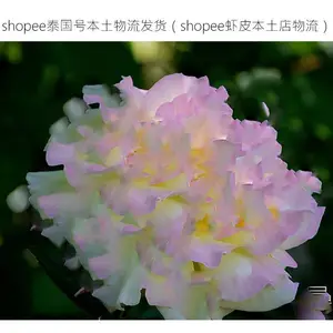 shopee泰国号本土物流发货（shopee虾皮本土店物流）
