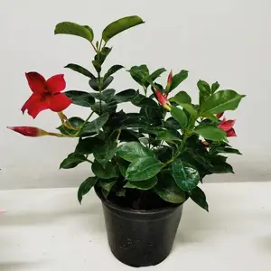 Ʈ�������Դ������Ի��ܻ������������ٱ�ֲ��