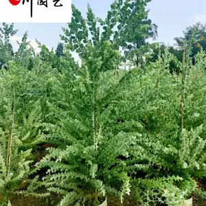 供应银叶金合欢盆苗 花境花坛庭院别墅观赏植物 四川银叶金合欢价格报价