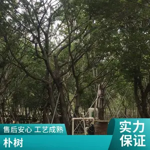 ֦��Ҷï 60-90�������Դ������� ������·�̻�������ֲ��