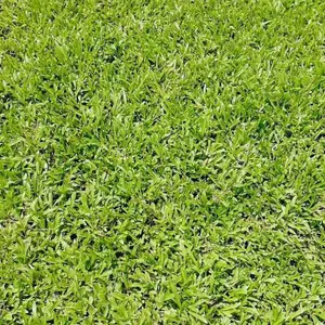河源大叶油草绿化草坪种植基地