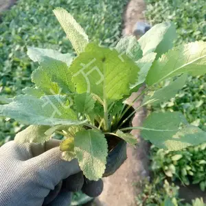 北京鼠尾草杯苗基地 量大***