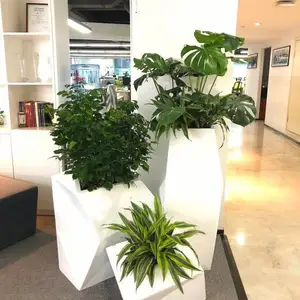 中山租花中山绿植租摆中山植物出租
