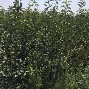 ̩������������Ʒ�� ��״�桢�ʺ��桢�����졢��¶�������޽���
