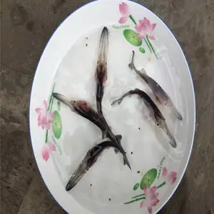 ***Ѽ�������� ���ֵ�ˮѼ������󲻹� Ѽ�����繩Ӧ��