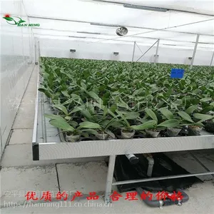 潮汐式苗床都适合种植什么名贵花卉呢「女王价到」