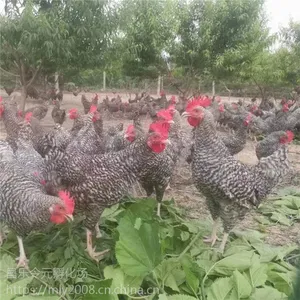 ��̨«��������ϼ �����ݼ������� ��Զ����̿ǵ������������