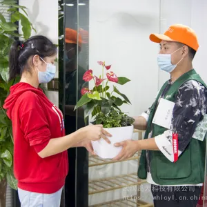 绿丛园林武汉绿植租摆供应商养护草花种植 庭院设计 阳台花园 花箱绿化种植