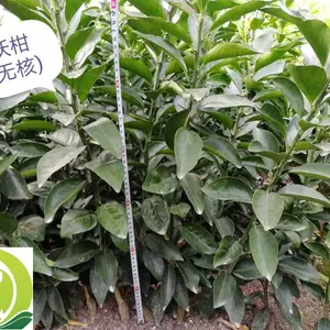 出售沃柑柑橘苗,桔苗无核沃柑