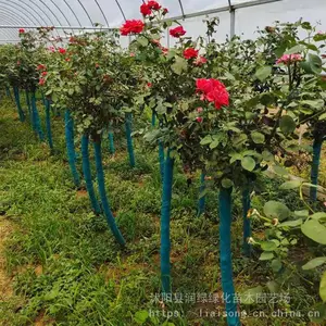 ��׮�¼� ���� ��״�¼��߸˶��˼޽���������