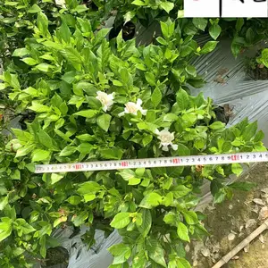 成都四季栀子种植基地 四川四季栀子工程苗批发 各类栀子花批发 四季栀子价格
