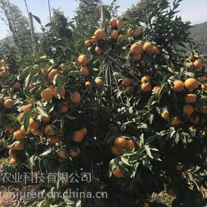 重庆中柑所明日见苗,广东明日见柑橘苗