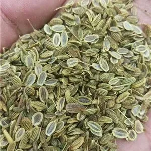 防风种子大量批发***