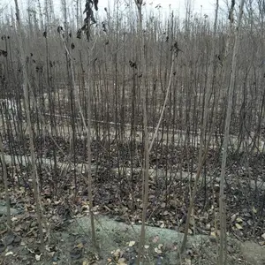 2.5���ֺ��ӣ���� 2��ӣ���������Ǯ