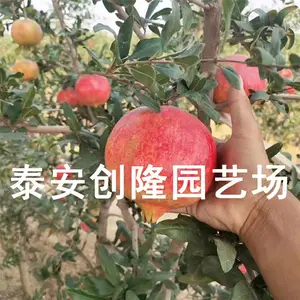 黑石榴苗***格、优质石榴苗软籽石榴苗多少钱一棵_