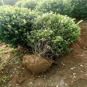 ��ì����� ����1.5����ì��ڷ����� Ҫ��ʵ�� ��Ƶѡ���԰淢��