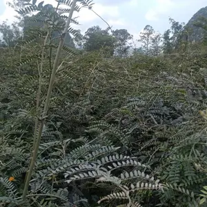 云南西畴野生苦参_中草药山豆根苗_山豆根种子_新鲜山豆根种植基地