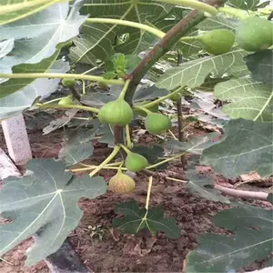 �����޻������� ��Ʒ���г��� ˧����ľ ����ֱ�� 5�����޻�����