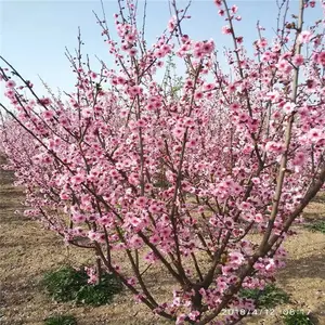 美化缘 色泽雅丽枝干苍劲 茎粗21公分抗寒美人梅