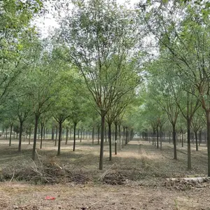 陕西大型国槐供应 高杆国槐批发基地 西安国槐种植苗圃