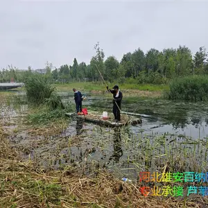 承接收割芦苇 收割水草 收割沉水植物 专业收割水下各种水生植物