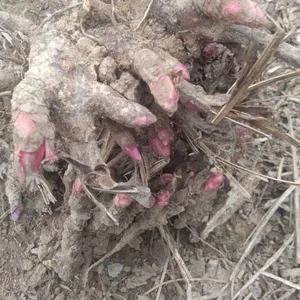 白芍芽种植方法 种植效益 白芍芽多钱一颗 种植前景效益较好,
