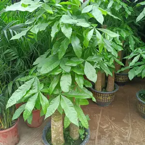 南宁东盟商务区室内绿植出租养护找汇成园艺