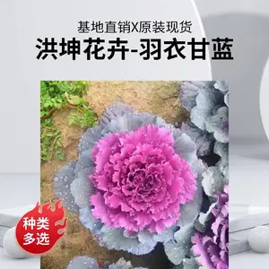 冬季室外可栽植 庭院绿化 道路绿化城市工程用 园林绿化羽衣甘蓝
