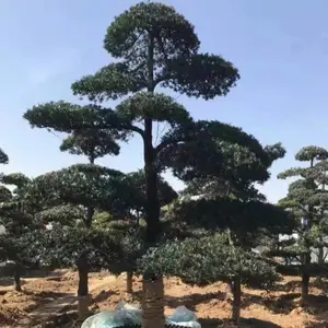 ���������޺��ɳ������ط���ӭ���ɱ����ұ�������ȫ