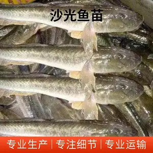 沙光鱼苗图片 成活*** 生长速度快 经济价值高 大量空运全国