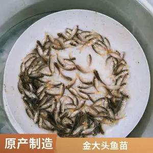 ����˹���ͷ���� �������� �������� �������� ��˿�����缼��ָ��