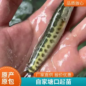 山东烟台本地黑鱼苗泥鳅鱼苗养殖场大水面散养用苗