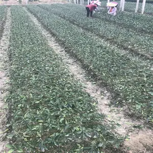 暹罗正宗红宝石青柚苗 两年无籽青柚苗培育基地