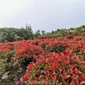 周至红叶石楠球批发 60-1.5米红叶石楠精球 好看的球形绿化苗木价格