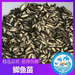 广东汕尾少病害荆州鲫鱼苗的***格 黄金鲫鱼苗价格
