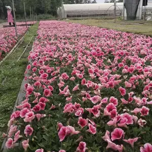 ʱ��ݻ���ǣţ˫ɫ���ֻ���Ӧ����ǣţ����������