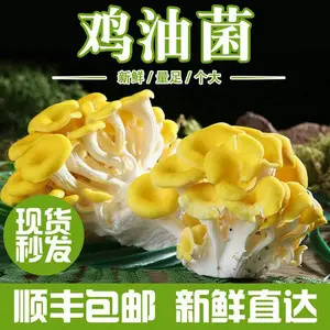 彝山香常年批发新鲜鸡油菌、鸡蛋黄菌、黄菌、杏菌产地直供