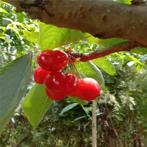 ����ӣ����_˧��԰�ճ�_�ۺ����������_����ӣ����_�Բ�����