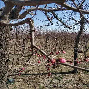 ����Ե ��÷��׮��ӭ�µ� ��÷��׮ �۸����
