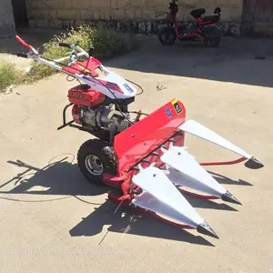 ȫ������С�͸�ɹ�� ��԰Ұ���ո��Ƭ�� ���ȫ