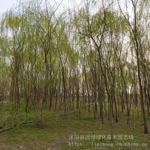 ��������ֱ����֦���� �޽ӻƽ� ��˿�� ���� �̻� ��צ����