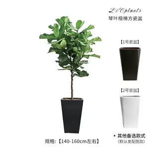 阔叶大型植物琴叶榕植物 室内大型盆栽 办公室客厅净化空气 去甲醛绿植