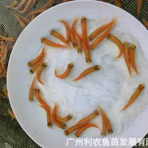 金草鱼苗批发 金丝鲩鱼苗出售 观赏养殖两用 可发快递 全国可发