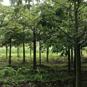 美丽异木棉